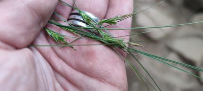 Carex distachya, photographed by Santiago Martín-Bravo