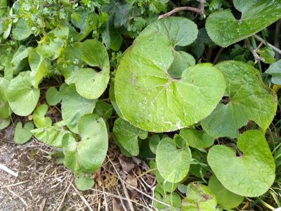 Petasites pyrenaicus, photographed by Karen Fry