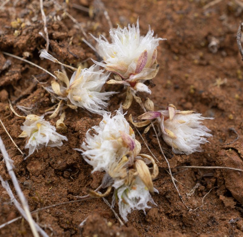 Paronychia ahartii, photographed by Matt Berger