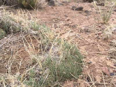 Muhlenbergia torreyi, photographed by Cecelia Alexander
