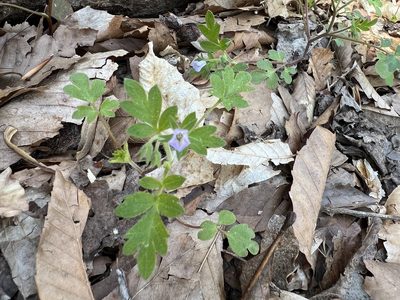 Phacelia covillei, photographed by Annie Weissman