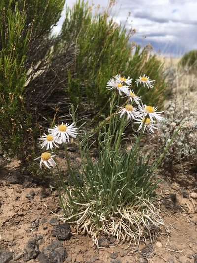 Erigeron pulcherrimus, photographed by Cecelia Alexander