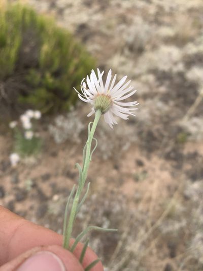 Erigeron pulcherrimus, photographed by Cecelia Alexander