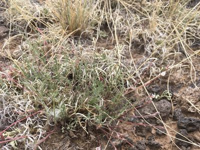 Astragalus brandegeei, photographed by Cecelia Alexander