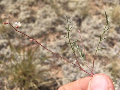 Astragalus brandegeei, photographed by Cecelia Alexander
