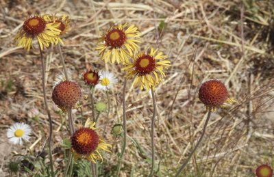 Gaillardia pinnatifida, photographed by Bob Nieman
