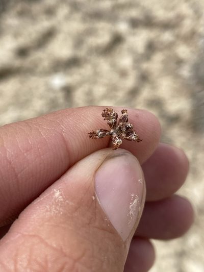 Eriogonum ochrocephalum, photographed by Matt Berger