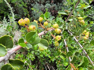 Ceanothus ferrisiae, photographed by Theo Summer