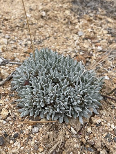 Eriogonum ochrocephalum, photographed by Matt Berger