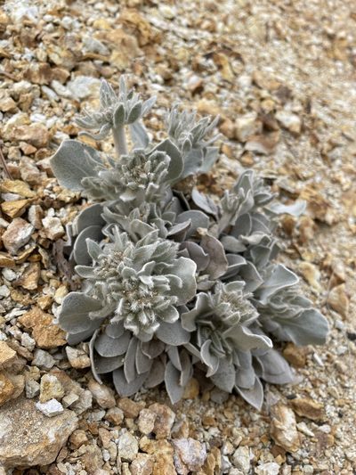 Eriogonum robustum, photographed by Matt Berger