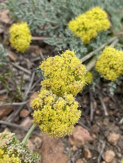 Lomatium austiniae, photographed by Matt Berger