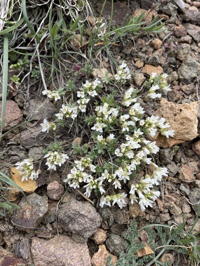 Cusickiella douglasii, photographed by Matt Berger