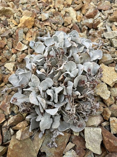 Eriogonum robustum, photographed by Matt Berger