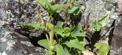 Aristolochia paucinervis, photographed by Santiago Martín-Bravo