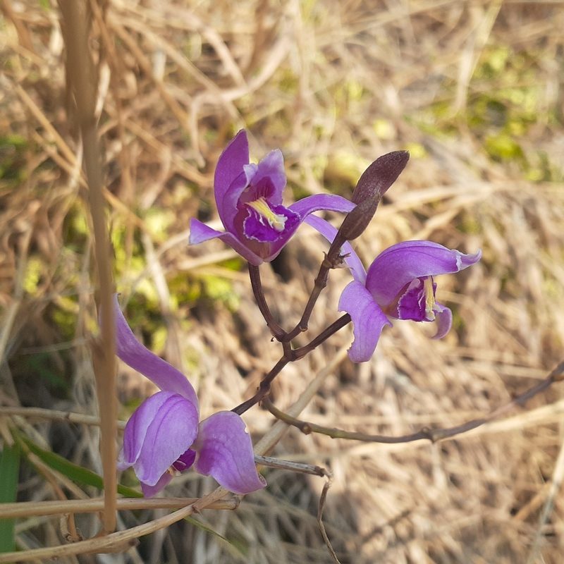 Bletia purpurea, photographed by Sobeida Morales