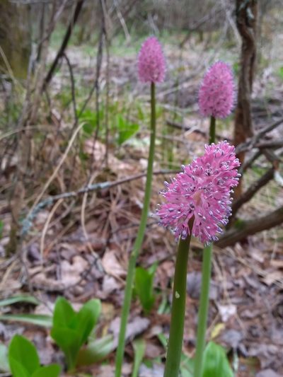 Helonias bullata, photographed by Scott Ward