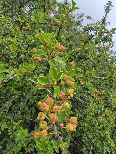 Ceanothus ferrisiae, photographed by Theo Summer