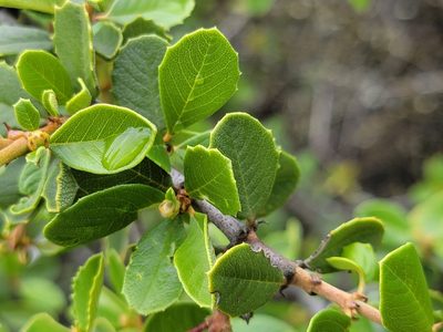 Ceanothus ferrisiae, photographed by Theo Summer