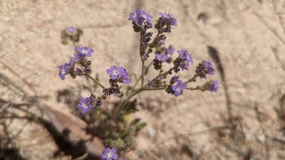 Phacelia crenulata, photographed by Cypress Hansen
