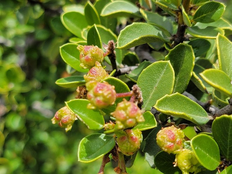 Ceanothus ferrisiae, photographed by Theo Summer