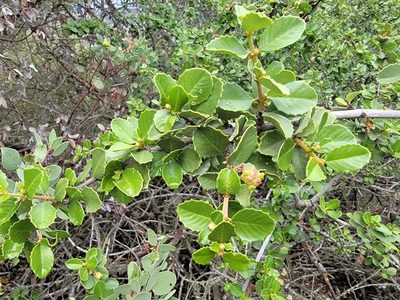 Ceanothus ferrisiae, photographed by Theo Summer