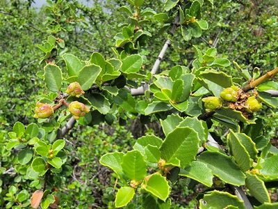 Ceanothus ferrisiae, photographed by Theo Summer