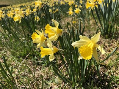 Narcissus pseudonarcissus, photographed by Jason Grant