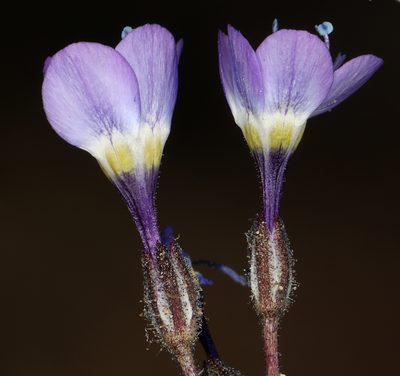 Gilia brecciarum, photographed by Steve Matson