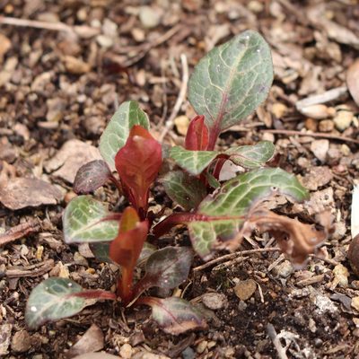 Pyrola americana, photographed by Mark Apgar