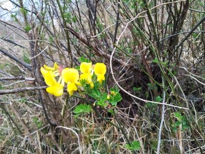 Hippocrepis emerus, photographed by Margherita Ferraiuolo