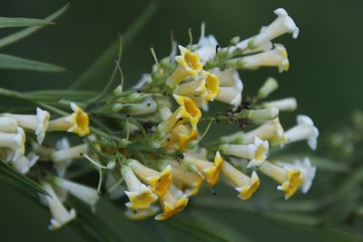 Freylinia lanceolata, photographed by Tony Rebelo