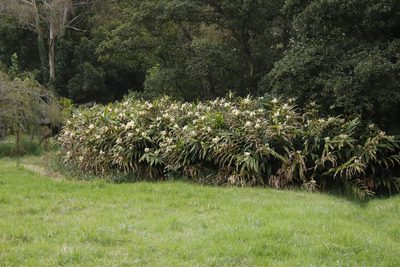 Hedychium flavescens, photographed by Tony Rebelo