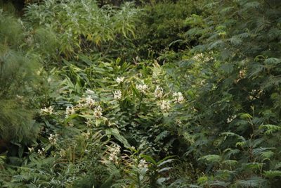 Hedychium flavescens, photographed by Tony Rebelo