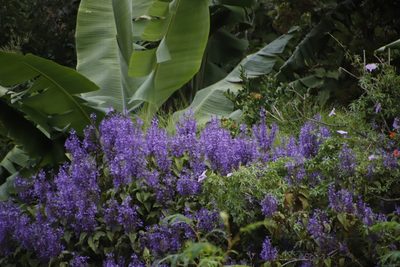 Plectranthus ecklonii, photographed by Tony Rebelo