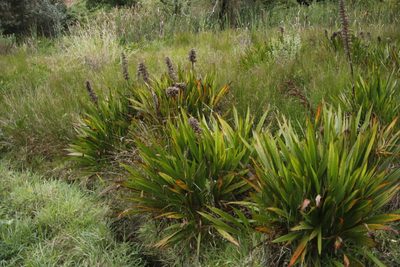 Wachendorfia thyrsiflora, photographed by Tony Rebelo