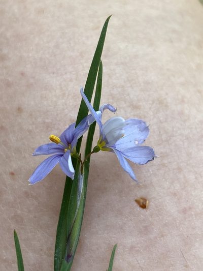 Sisyrinchium mucronatum, photographed by Carol Ann McCormick