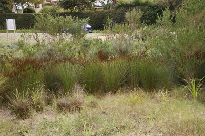 Elegia tectorum, photographed by Tony Rebelo