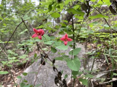 Clematis texensis, photographed by Craig Hensley
