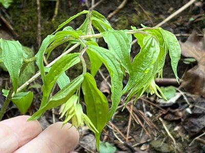 Prosartes lanuginosa, photographed by Brian Finzel