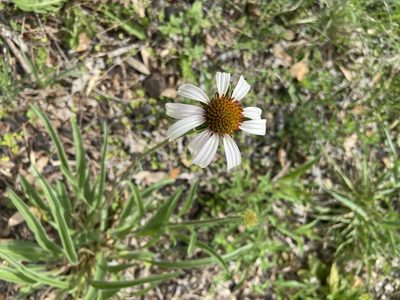 Echinacea angustifolia, photographed by Craig Hensley
