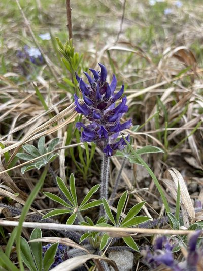 Pediomelum subacaule, photographed by Brandon Corder