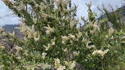 Ceanothus leucodermis, photographed by Brendan Black