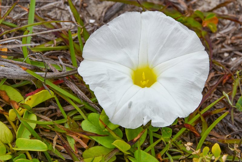 Ipomoea imperati, photographed by Jay Pruett