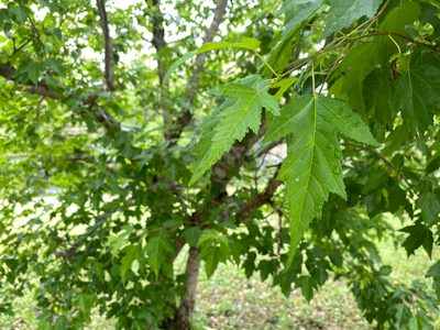 Acer tataricum, photographed by Shawn Taylor