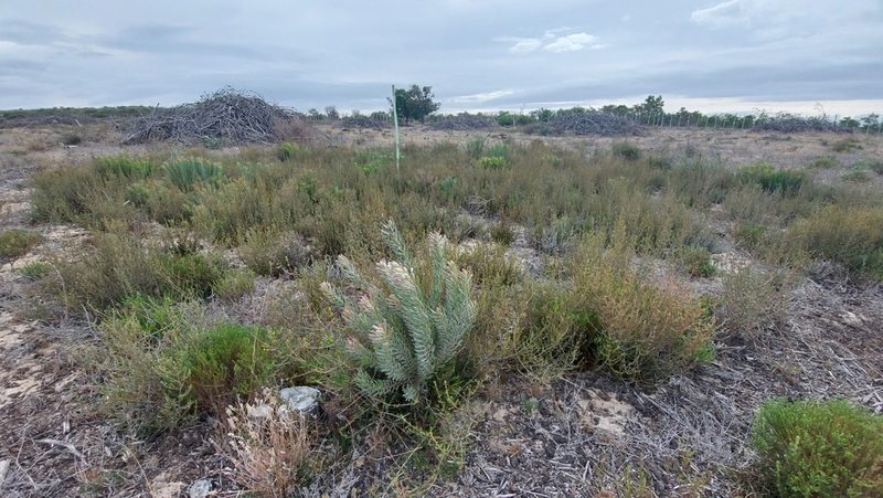 Leucadendron cinereum, photographed by Jacques van der Merwe