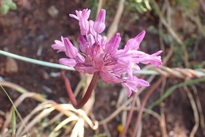 Dichelostemma volubile, photographed by Steve Woodward