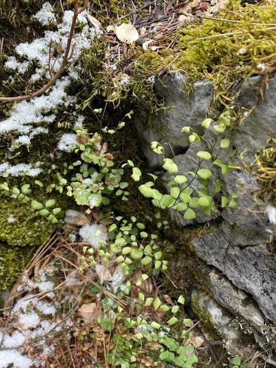 Adiantum shastense, photographed by Matt Berger