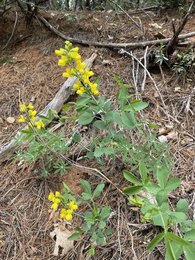 Thermopsis gracilis, photographed by Matt Berger