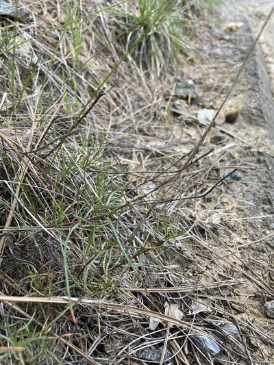 Penstemon filiformis, photographed by Matt Berger