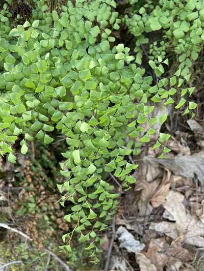 Adiantum shastense, photographed by Matt Berger